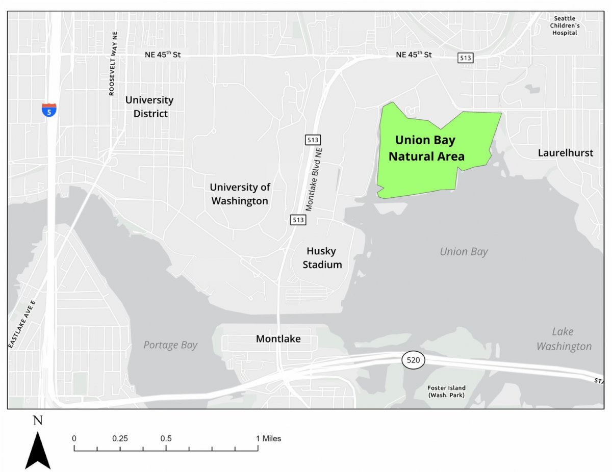 Figure 3. Study Site Map: Union Bay Natural Area and surrounding roadways, bodies of water, and neighborhoods.